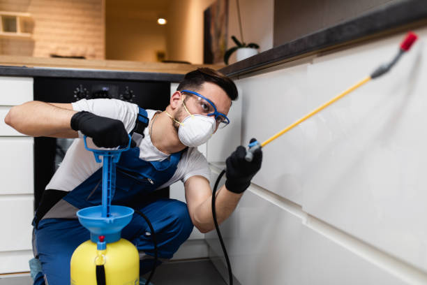 Best Rat Extermination Near Me  in Grayvle, IL