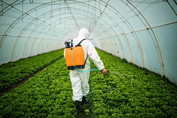 Best Pest Removal Services  in Grayvle, IL
