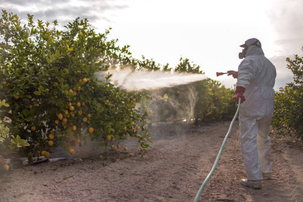 Best Pest Prevention Services  in Grayvle, IL