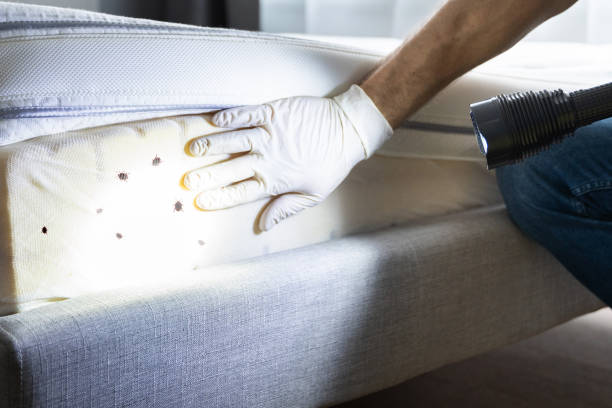 Best Flea Control Services  in Grayvle, IL