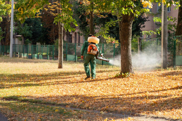 Best Local Pest Control Services  in Grayvle, IL